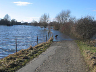 Hochwasser von Februar 2011 im LSG Nördliche Okerauw in Wolfenbüttel.