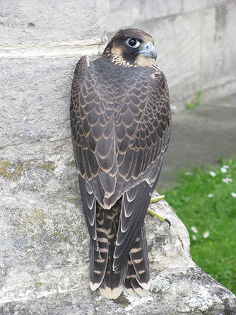 Junger Wanderfalke.