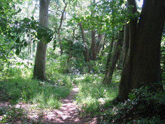 Laubmischwald im LSG Lechelnholz, Wolfenbüttel.