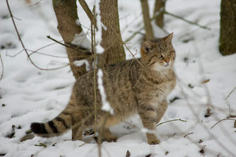 Foto: BUND Wildkatzensprung/T. Stephan