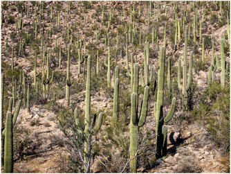 Roadtrip USA, Roadtrip Arizona, Tucson, Hugh Norris Trail, Saguaro National Park 