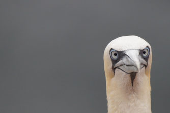 Der Basstölpel ist Helgolands Charaktervogel Foto: Marco Lutz