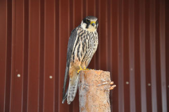 Foto: NABU / Bianka Lungwitz