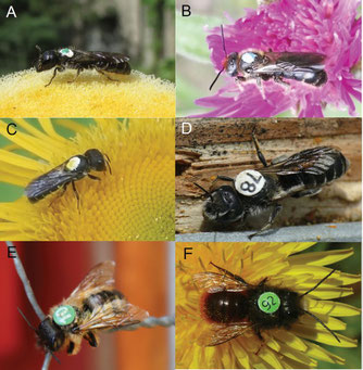 Marked individuals of A Chelostoma florisomne B C. rapunculi C Heriades truncorum D Hoplitis adunca E Osmia bicornis, and F Osmia cornuta. aus [8]