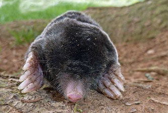 Europäische Maulwürde (Talpa europaea) können im Winter ihren Schädel und das energieintensive Gehirn schrumpfen lassen, um Energie zu sparen. (Foto: Hubertus Schwarzentraub/NABU-naturgucker.de)