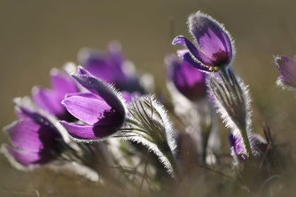 Die Gewöhnliche Kuhschelle (Pulsatilla vulgaris) ist Bestandteil des Logos von FloraWeb.de. (Foto: Petra Schemmel/NABU-naturgucker.de)