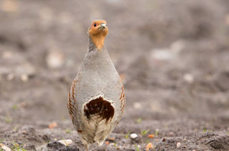 Männliches Rebhuhn, am markanten Bauchfleck zu erkennen. Foto: NABU/Jan Piecha