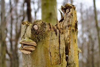 Baumpilza an Baumstumpf - Foto: Sabine Teufl