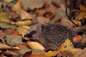 Igel im Herbstlaub - Foto: NABU / Bern Kunz