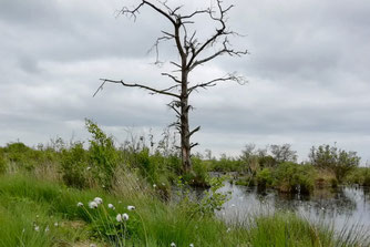 Im Goldenstedter Moor - Foto: W. Pohl