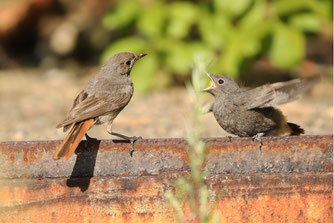 Hausrotschwanz, Vogel des Jahres 2025 - Foto: NABU / Jan Piecha