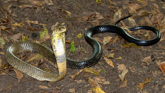 Il Cobra