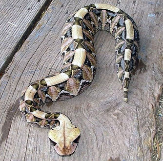 Vipera del Gabon (bitis gabonica)