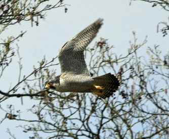 Foto: naturgucker, Rainer Siegle