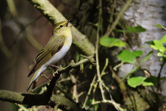 Foto: naturgucker, Andreas Schäfferling