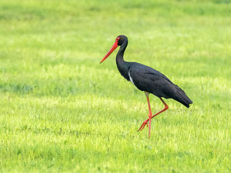 Foto: naturgucker, Günter Klein