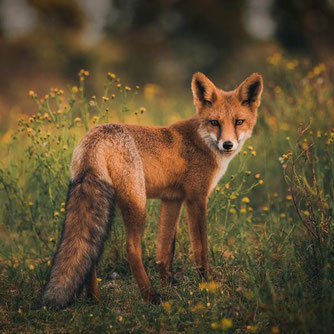 Foto: NABU/CEWE/Christin Picard