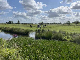 Ein mit Krebsschere bewachsener Graben in Delmenhorst (Foto: ÖNSOL)