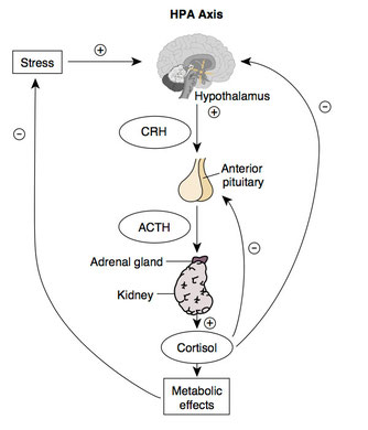 URL afbeelding: https://embryology.med.unsw.edu.au/embryology/index.php%3Ftitle%3DFile:HPA_axis.jpg&rct