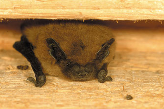 Zwergfledermaus (Foto: NABU / K.Bogon)