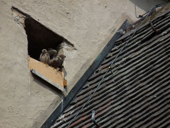 Drei junge Turmfalken flogen 2017 aus dem Kirchturm in Messelhausen aus.