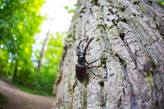Foto: NABU/M. Schäf