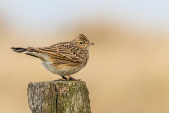 Die Vogelschutzrichtlinie hat Schwächen. So ist der Bestand der Feldvögel seit Inkrafttreten um 56 Prozent zurückgegangen. Foto: Thomas Schwarzbach/naturgucker.de