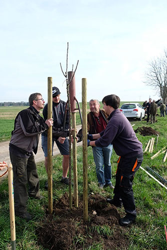 Gepflanzt wurden Süßkirsch-, Apfel- und Pflaumenbäume als Hochstamm entlang des Feldweges von Oschatz nach Thalheim-Kreischa. Foto: Hans Schnitzler