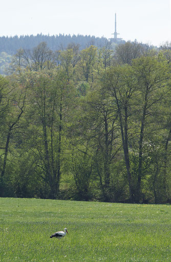 Futtersuchender Weißstorch in der Aitzenbach-Aue