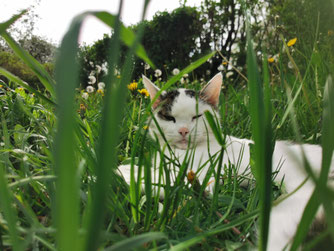 Katze