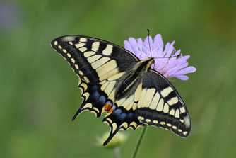 Papilio machaon (Schwalbenschwanz) ©Marion Zöller / NABU Euskirchen