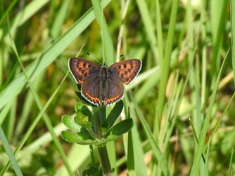 Lycaena helle (Blauschillernde Feuerfalter) ©Marion Zöller / NABU Euskirchen