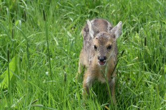 Foto: Marion Zöller / NABU Euskirchen