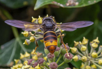 Asiatische Hornisse, Foto: Ulrich und Karin Klein