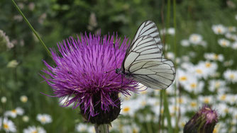 Aporia crataegi (Baumweißling) ©Claudia Rapp-Lange / NABU Euskirchen