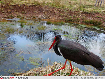 Foto: Wildkamera des NABU Euskirchen