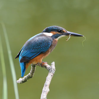 Eisvogel