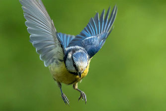 nabu-blaumeise-andreas-schaefferling-naturgucker