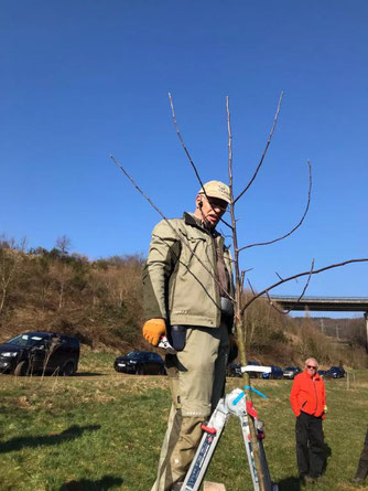 Symbolfoto Obstbaumschnitt, NABU Olpe