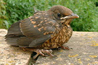 junge Amsel, Foto: Walter Wimmer, NABU