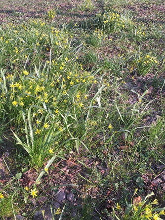 Wald-Goldstern, Foto: J. Knoblauch