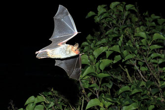 batnight_NABU_OttoSchaefer2