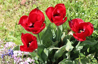 Photo décorative fleur rouge