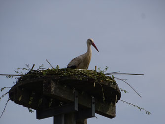 Der Weißstorch hat seinen neuen Nestplatz bereits angenommen.