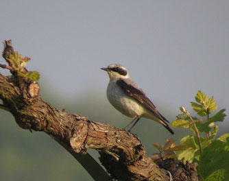 Streng geschützter Steinschmätzer. Foto: Burkhard Ort