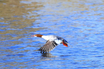 Gänsesäger (Foto: Ralf Ehben)