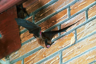 Breitflügelfledermaus - ein typischer Hausbewohner (Foto: E. Menz)