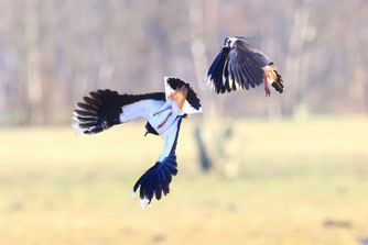 Kiebitzbalz (Foto: Ralf Ehben)