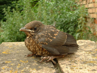 Jungvögel - nicht immer hilfsbedürftig (Foto: W. Wimmer)