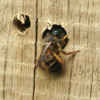 Vorgebohrte Harthölzer sonnig angebracht - das perfekte Eigenheim für Mörtelbienen und andere gutmütige Gartennützlinge